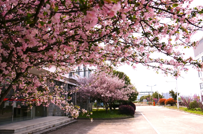 厂区大道樱花盛开，工业与自然和谐共生